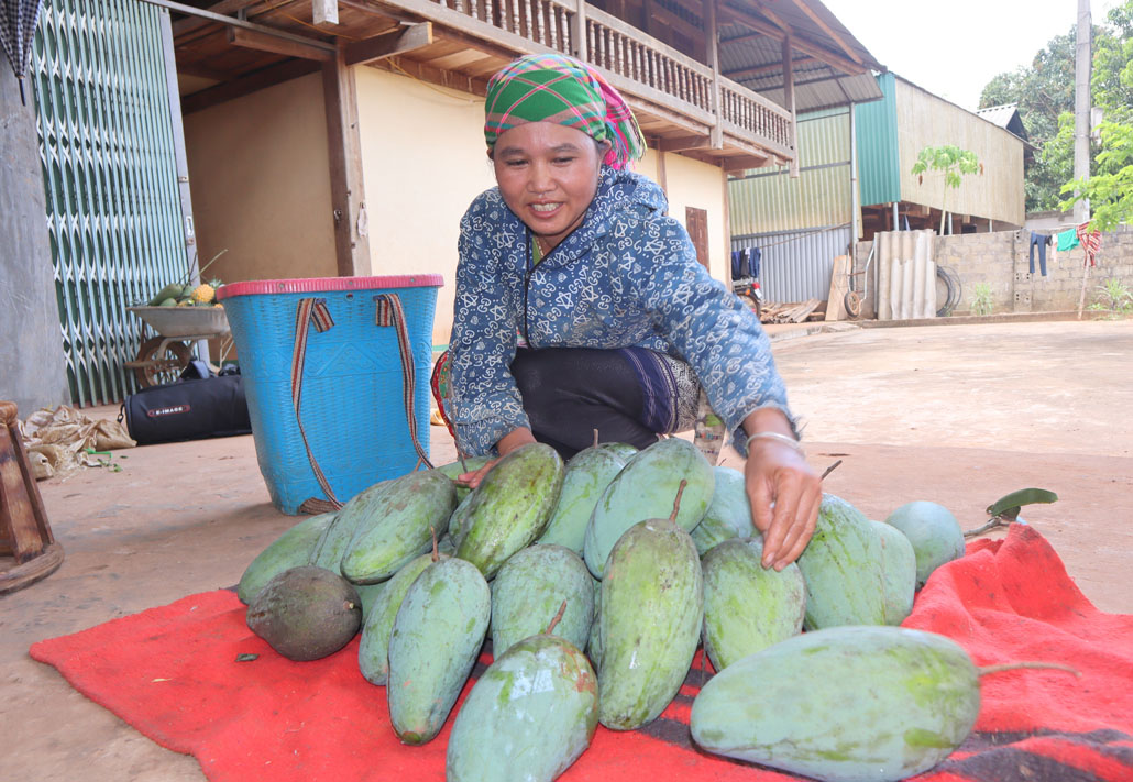 Chị Xanh thu hoạch xoài.